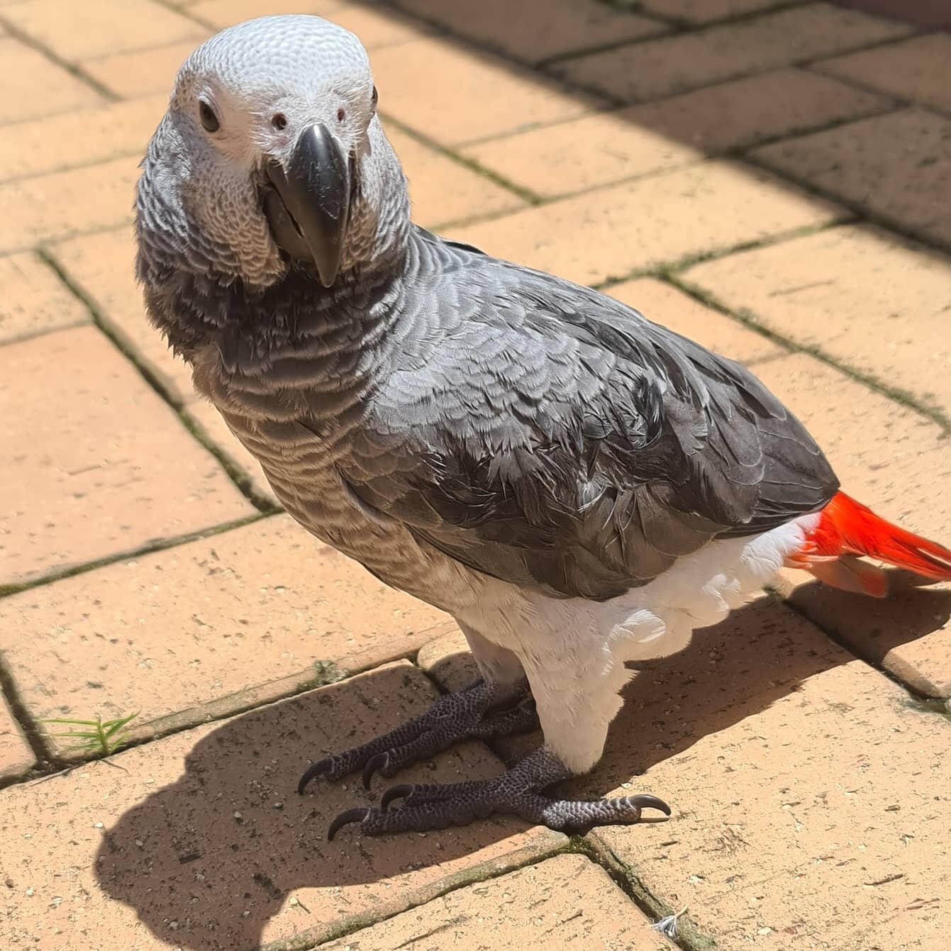 Bella, a Congo African Grey