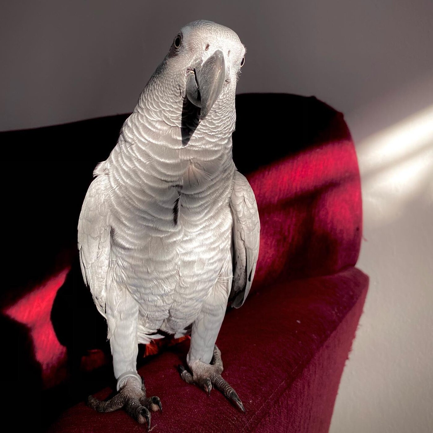 Osca, a Congo African Grey