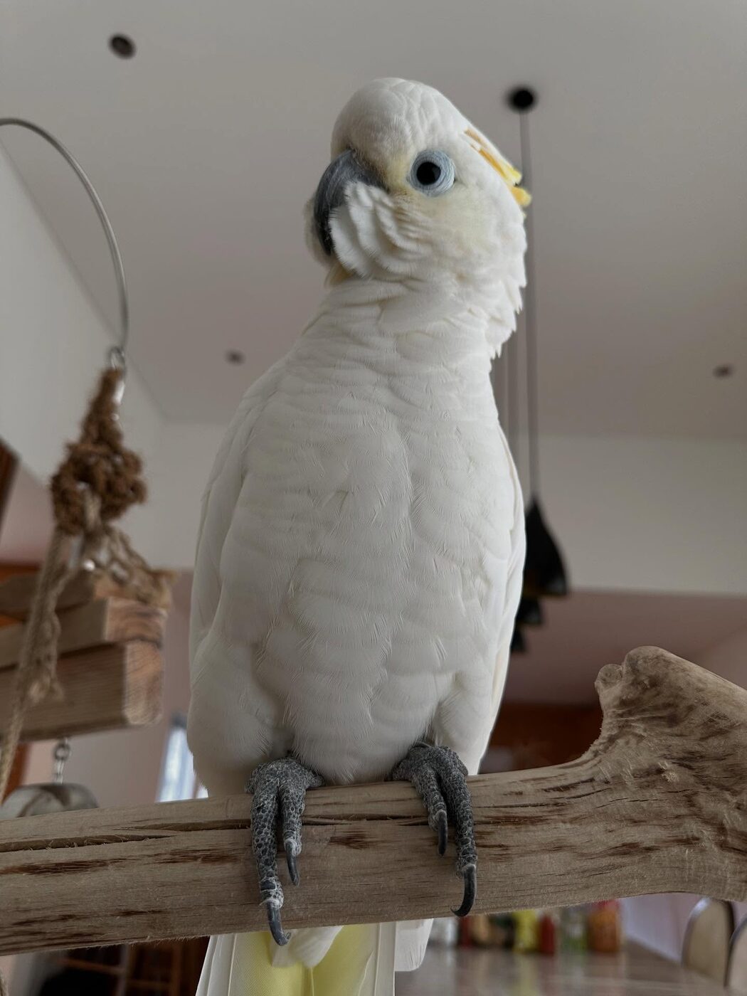 Apollo, a Sulphur-Crested Cockatoo