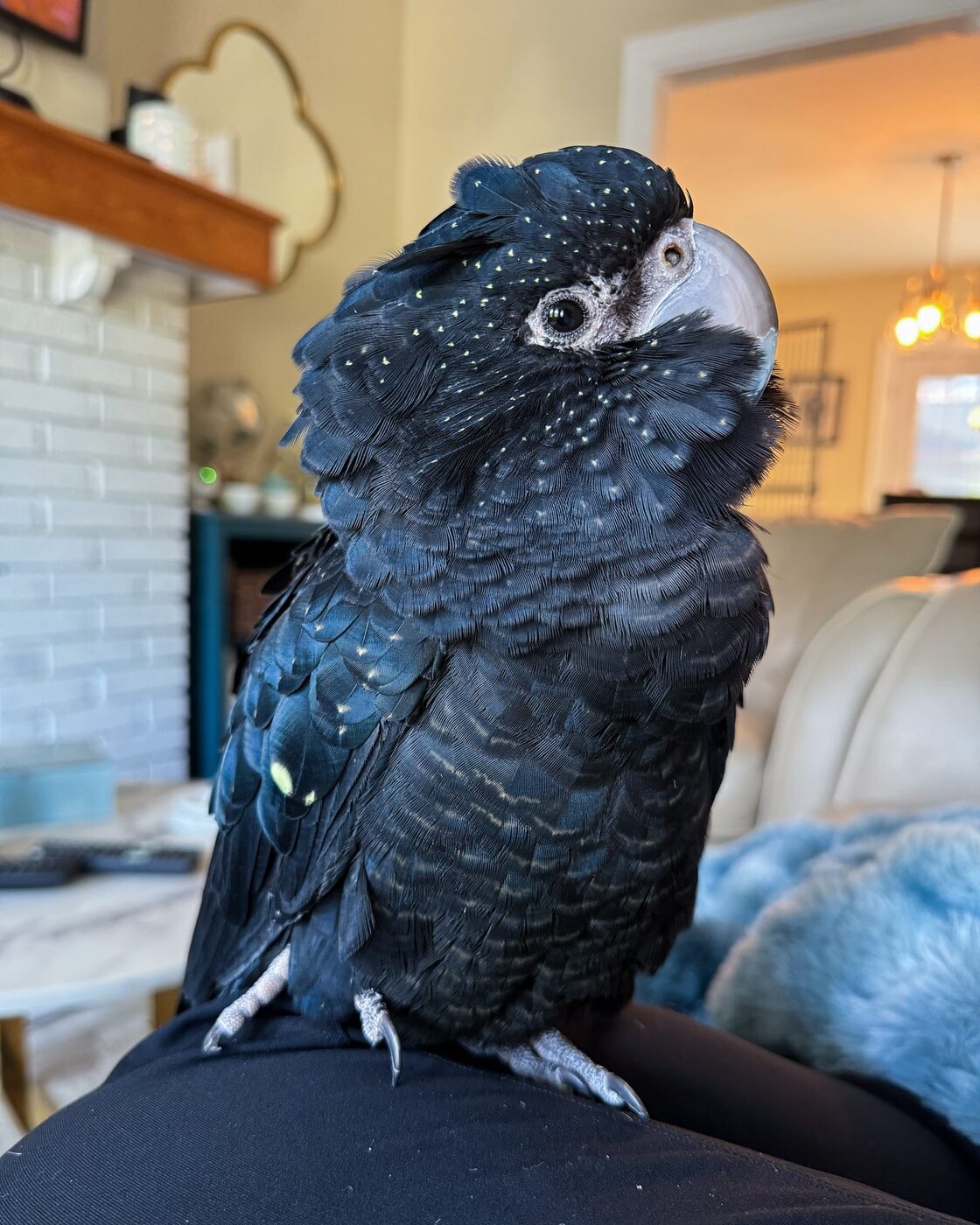Bella, a Red-Tailed Black Cockatoo