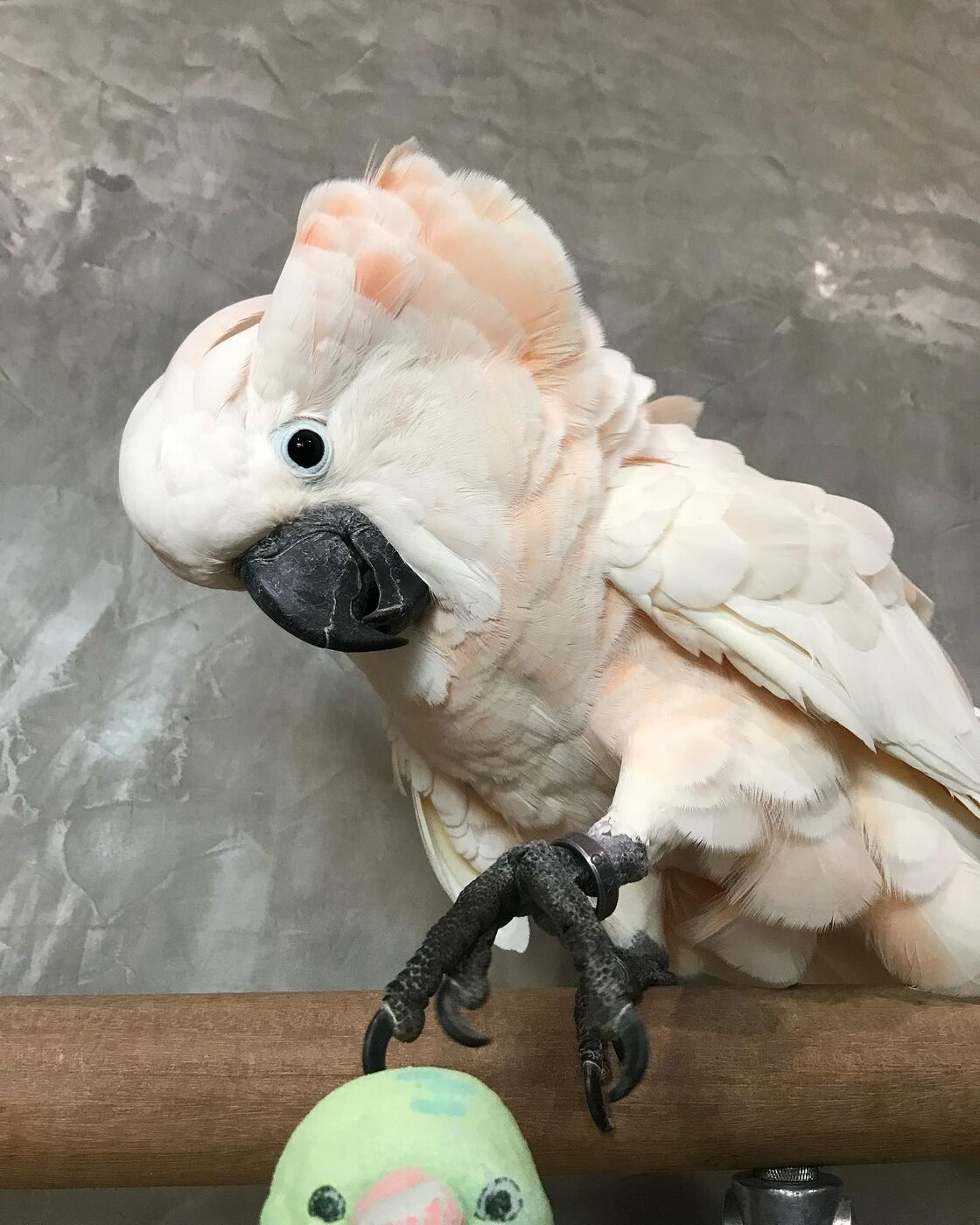 Peaches, a Moluccan Cockatoo
