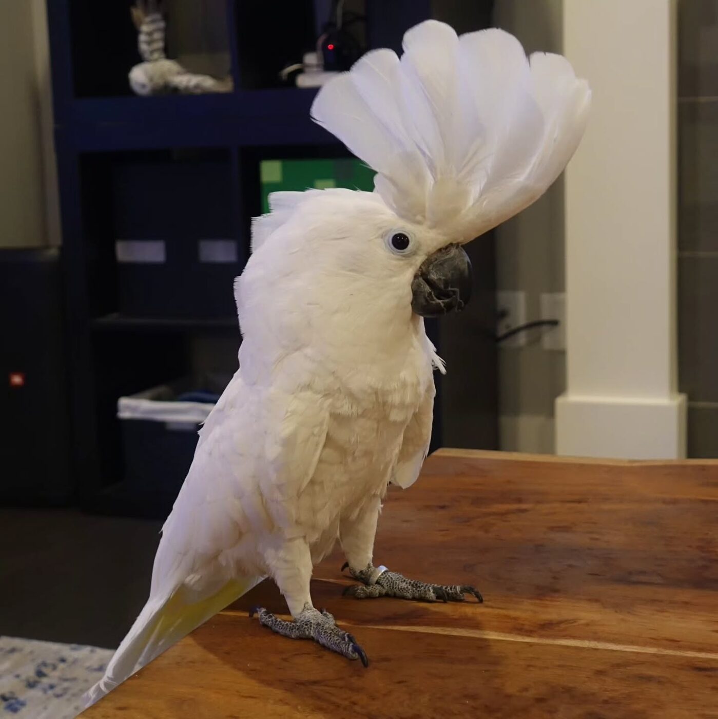 Rio, a Umbrella Cockatoo