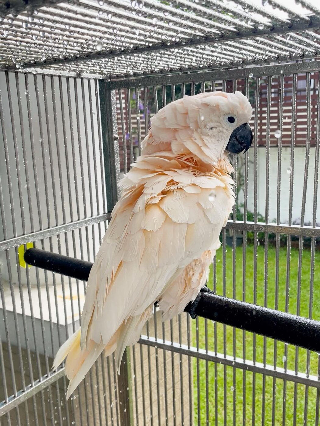 Rocko, a Sulphur-Crested Cockatoo
