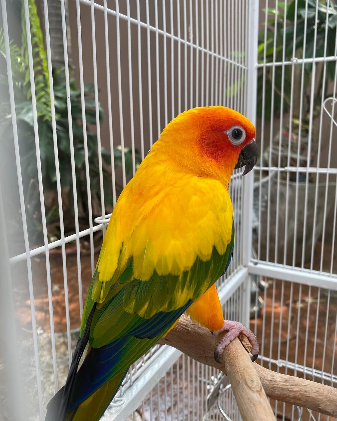 Golden Sun Conure, a Golden Sun Conure (color mutation)