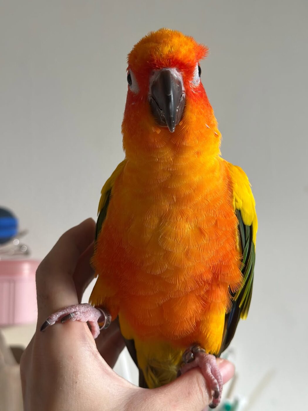 Judy, a Sun Conure